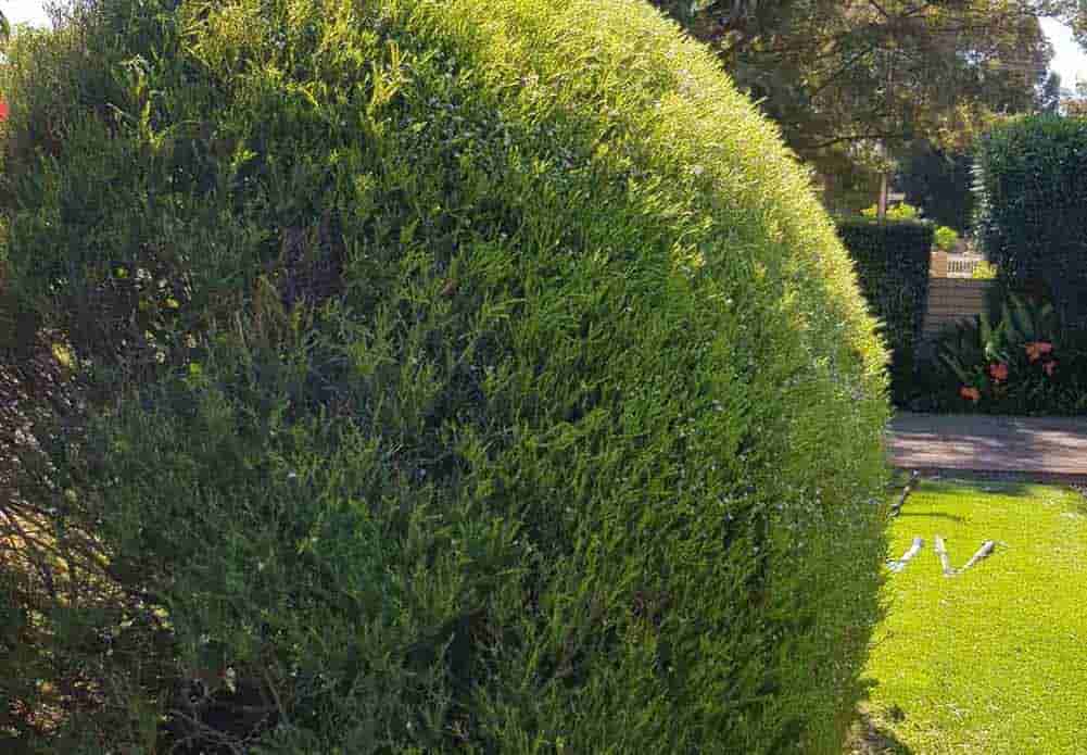 Garden Maintenance Services